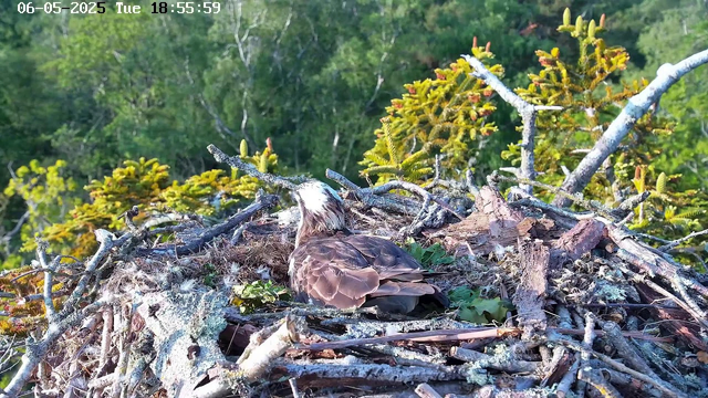 A bird is resting in a nest made of sticks and moss on a tree top, surrounded by lush green foliage. The bird has a white head with some dark markings, a brown body, and a relatively small beak. The background consists of dense green treetops under bright daylight. The timestamp on the image reads "06-05-2025 Tue 18:55:59."