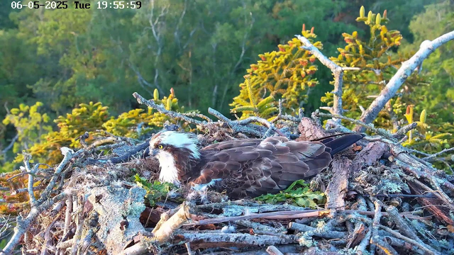 An osprey is resting in its nest, which is made of sticks and situated among green, leafy trees. The background features a dense forest with various shades of green. The image is captured in bright daylight, and the date and time are displayed at the top left corner.