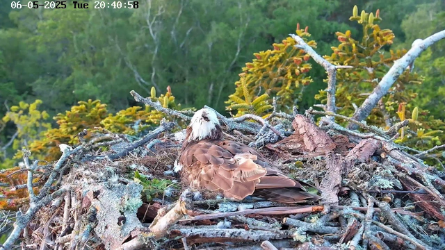 A bird with brown and white feathers sits in its nest on a branch, surrounded by twigs and moss, with a lush green forest in the background. The date and time displayed at the top left corner are May 6, 2025, at 8:40 PM.