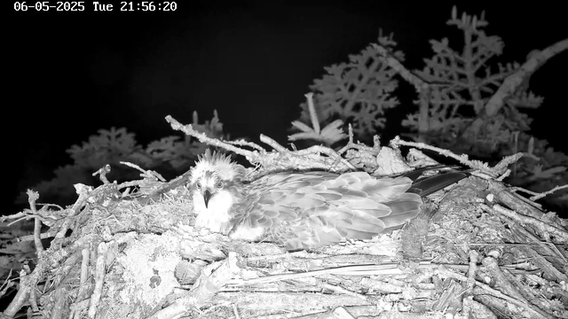 A young bird of prey, possibly an osprey, is resting in a nest made of twigs and branches. The nest is situated among tree branches, and the background shows dark foliage. The image is in black and white, captured at night, with a timestamp of June 5, 2025, at 21:56.