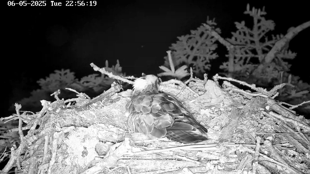 A bird is sitting in a nest made of twigs and branches, with some foliage in the background. The image appears to be in black and white, and the bird is facing away, turning its head to the left. The scene is captured at night, with a timestamp showing "06-05-2025 Tue 22:56:19" in the top left corner.