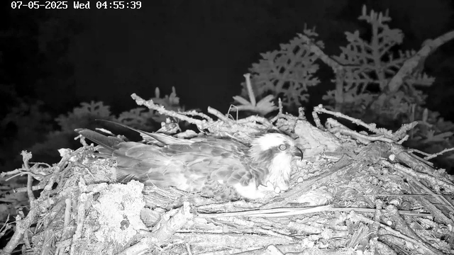A bird of prey, possibly an eagle or hawk, is sitting on a large nest made of sticks and branches. The nest is situated among tree branches, and the image appears to be in black and white, with the time and date displayed in the top left corner. The scene is captured at night or in low light conditions.