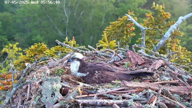 A young osprey is sitting in its nest made of twigs, moss, and other natural materials, surrounded by green leafy trees in the background. The bird has a white head with dark markings around its eyes and brown feathers on its body. The screen shows a timestamp of July 5, 2025, at 5:56 a.m.