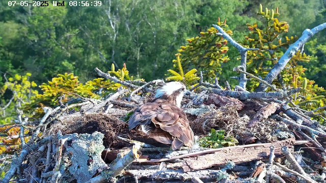 A bird with brown and white feathers is resting in a nest made of twigs, moss, and leaves. The nest is situated among green leafy branches of trees. The background features a lush, green forest with dense foliage. The timestamp on the image indicates it was taken on July 5, 2025, at 8:56 AM.