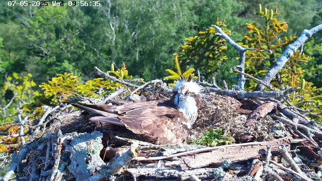 A close-up of an osprey sitting in its nest made of sticks and branches, with a forest of green trees in the background. The bird has brown and white feathers, with a distinctive white head and dark eye stripe, and appears to be resting or observing its surroundings. The sky is bright, indicating it is daytime. The image is timestamped July 5, 2025, at 9:56 AM.