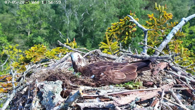 A bird, likely an osprey, is resting in its nest made of twigs and branches on a tree. The nest is situated high among green foliage with a background of dense, leafy trees. The bird has brown and white plumage and is lying on its side, partially obscured by the nest materials. The timestamp indicates the date as July 5, 2025, and the time as 10:56:59 on a Wednesday.