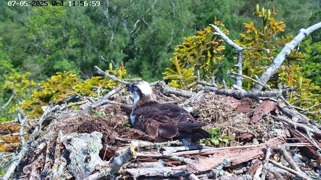A bird sits on its nest built among branches and leaves atop a tree. The bird has a dark body with white patches on its face and a sharp beak. The background features a lush green forest with dense foliage and trees. The timestamp on the image indicates the date as July 5th, 2025, and the time as 11:56:59.