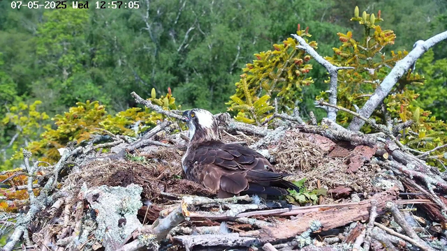 A bird, likely an osprey, is sitting in a nest made of sticks and moss on a tree branch. The nest is situated high in a lush green forest. The bird is looking to the left, with its head turned sideways, showing a white head with dark markings around its eyes and a brown body.