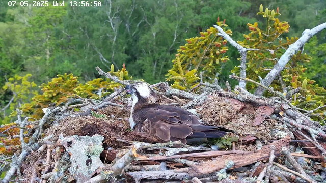 A young bird, possibly an osprey, is sitting in its nest made of twigs and branches. The nest is built high in a tree with green foliage in the background. The bird has dark brown and white feathers, with a distinctive white patch on its head and a hooked beak. The image also shows the timestamp indicating it was captured on July 5, 2025, at 13:56:50.