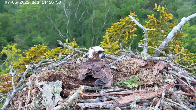 A bird of prey, likely an osprey, is resting on its nest made of sticks, moss, and leaves. The nest is situated high among green trees with dense foliage. The background shows a vibrant, leafy forest. The timestamp on the image reads July 5, 2025, at 14:56:50.