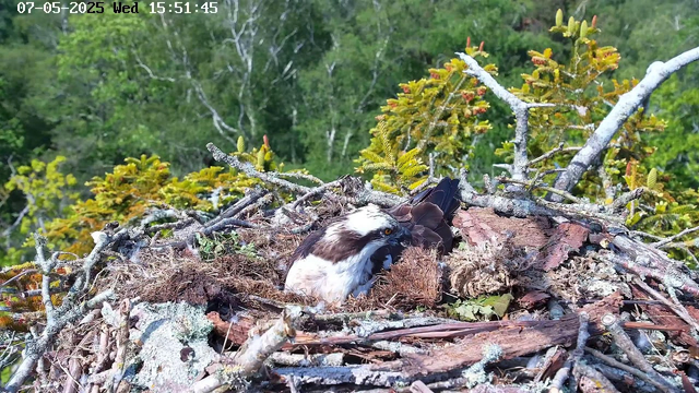 A bird of prey, likely an osprey, is sitting in its nest made of sticks and twigs. The nest is situated high in a tree, surrounded by green foliage. The bird is looking downward, with a white head, yellow eyes, and a dark beak. The background shows a lush forest with dense trees and leaves. At the top of the image, there is a timestamp showing the date "07-05-2025" and the time "15:51:45."