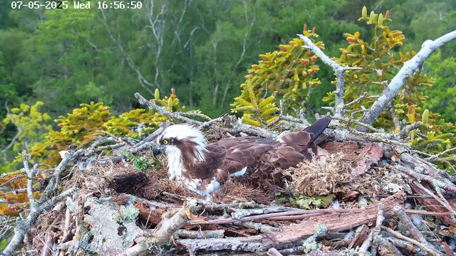 A bird of prey, likely an osprey, is sitting in a large nest made of sticks and twigs. The nest is located high in a tree with green foliage in the background. The bird has brown and white feathers, with a distinctive white head and dark eye stripe. It appears to be resting or incubating eggs, as part of its body is in a relaxed position within the nest. The image is bright and clear, showing the details of the nest and the surrounding greenery. The timestamp at the top indicates the photo was taken on May 7, 2025, at 16:56:50.