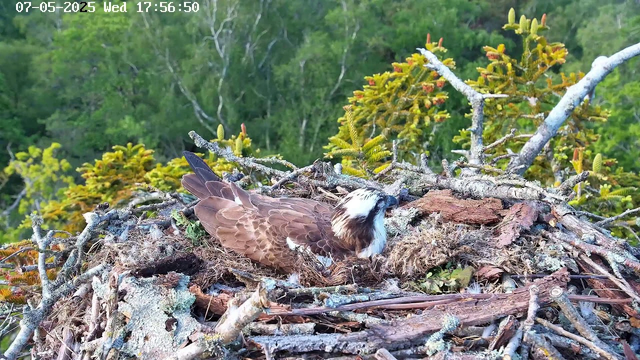A young osprey chick is resting in its nest made of sticks and bark, surrounded by green trees and foliage. The chick has brown and white feathers, with a distinctive dark eye stripe. The nest is situated high in a tree, with branches and leaves visible in the background. The timestamp in the top left corner shows the date as July 5, 2025, and the time as 17:56:50.