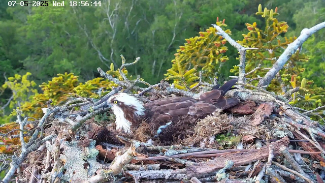 An osprey sits on its nest made of sticks and moss, high in the branches of a tree, with green foliage in the background. The bird has a white head with a distinctive dark eye stripe, yellow eyes, and brown wings. The timestamp on the image reads "07-05-2025 Wed 18:56:44" in the top left corner.