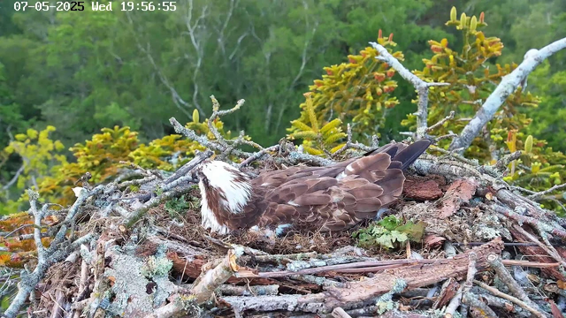 A wide shot of an osprey nest made of sticks and moss on top of a tree. An osprey bird is lying in the nest, with its head turned to the side, showing its white head with dark eye markings and brown body feathers. In the background, green leaves and branches of trees are visible under a cloudy sky. The timestamp at the top shows the date and time as July 5th, 2025, 19:56:55.