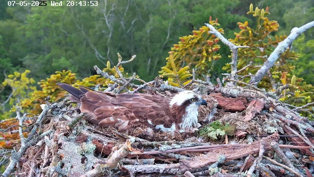 A close-up of an osprey resting in its nest made of sticks and branches. The nest is situated high in a tree with green foliage in the background. The osprey has brown and white feathers, with a white head and a dark eye stripe. It appears to be looking to the right. The image is timestamped "07-05-2025 Wed 20:43:53" at the top left corner.
