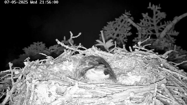 A bird is nestled in a large nest made of twigs and branches, situated high in a tree. The image is in black and white and appears to be captured at night. The background shows the dark sky and some tree branches and leaves. A timestamp at the top indicates the date and time as July 5, 2025, at 21:56.