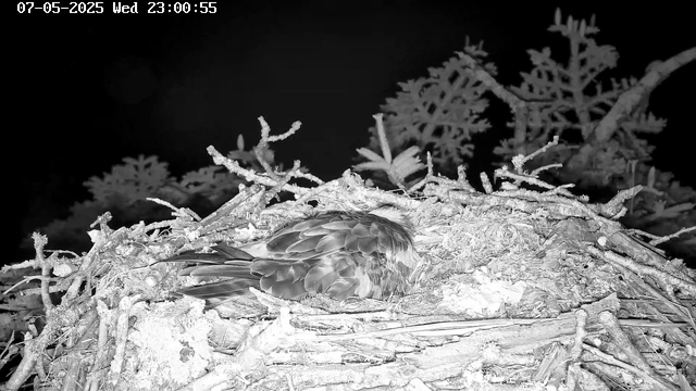 A bird is sleeping in a nest built with twigs and branches, high up in a tree with pine-like foliage. The scene is captured at night in black and white, with the timestamp "07-05-2025 Wed 23:00:55" visible at the top.