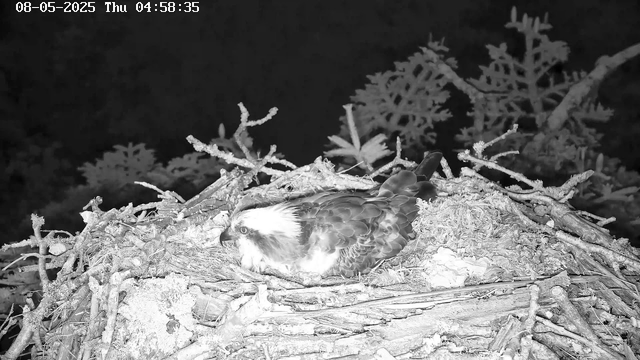 A young bird of prey, possibly an osprey, is resting in its nest made of twigs and branches. The nest is situated high in the trees, and the bird's head is turned to the side, showing its sharp, hooked beak and piercing eye. The background features dark foliage and branches. The image appears to be in black and white, likely due to night vision. The timestamp in the upper left corner indicates the date and time as August 5th, 2025, Thursday, 4:58 AM.