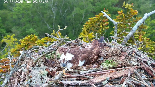 A young bird with brown and white feathers is nestled in a nest made of twigs, moss, and leaves, situated among tree branches and green foliage. The background reveals a lush, green forest canopy, and the image is timestamped "08-05-2025 Thu 05:58:35" in the top left corner.