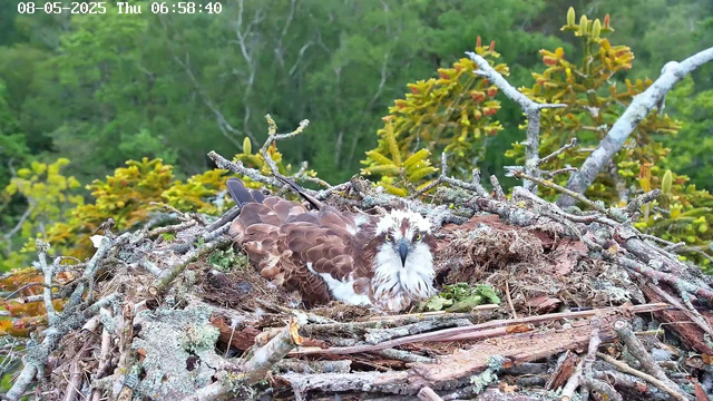 A young osprey lies in its nest made of sticks and branches, surrounded by green foliage and trees in the background. The bird has a white head with dark streaks and a sharp beak, with brown feathers covering its body and wings. The nest appears to be on a tree branch high above the ground, and the scene is captured during daylight hours. The timestamp on the image is August 5, 2025, at 6:58 AM.