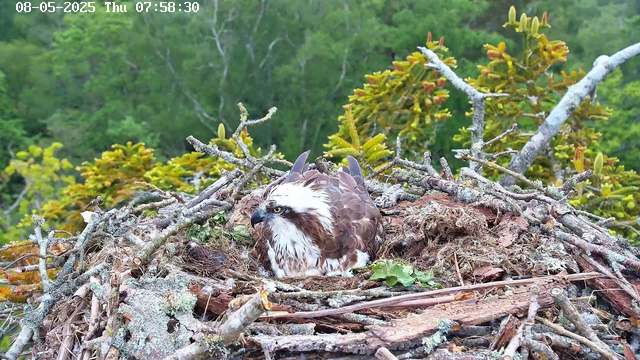A young hawk is sitting in a large nest made of sticks and branches, surrounded by dense green foliage and trees in the background. The hawk has brown and white feathers, with a sharp beak and intense yellow eyes. The scene appears to be in a forested area during daytime.