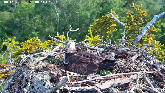 A bird sits in a large nest made of sticks and twigs, located in a tree with green foliage. The bird has brown and white feathers, with a distinctive white head and dark wings. The background shows a dense, leafy forest. The top of the image displays the date "08-05-2025" and the time "Thu 08:58:35."