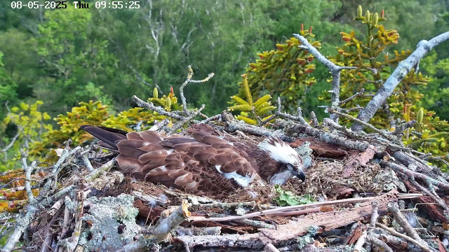 A young osprey is resting on its nest, which is built with sticks and branches. The nest is situated in a green, forested area with lush foliage and small trees surrounding it. The osprey has brown and white feathers, a sharp beak, and is lying with its head slightly turned. The image is timestamped “08-05-2025 Thu 09:55:25” at the top left corner.
