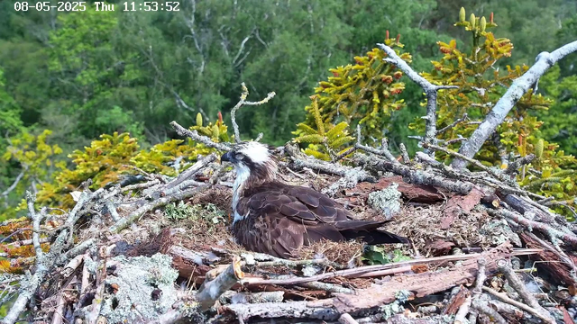 A mature osprey is sitting on its nest made of twigs and branches, with green trees and foliage in the background. The osprey has a white head with a dark eye stripe, a dark beak, and brown feathers on its body.