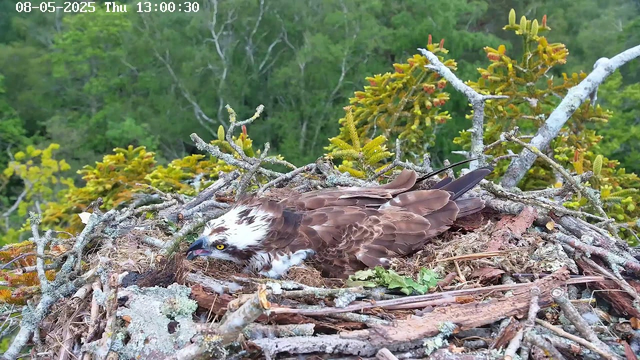 A young hawk is lying in its nest made of sticks, twigs, and moss, surrounded by green foliage and trees. The hawk has brown and white feathers, bright yellow eyes, and a curved beak. It appears to be inspecting something near its nest. The image is captured from a webcam, with a timestamp showing the date and time as August 5, 2025, at 1:00:30 PM.