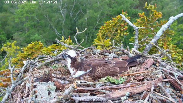 A bird, likely an osprey, is resting on its nest made of twigs and branches. The nest is situated among green foliage and trees, with some moss and leaves scattered within it. The bird has a white head with dark markings around its eyes, a brown body, and is lying down comfortably. The background shows a lush, green forest. The timestamp in the top left corner indicates the date and time as August 5, 2025, at 1:54:54 PM.
