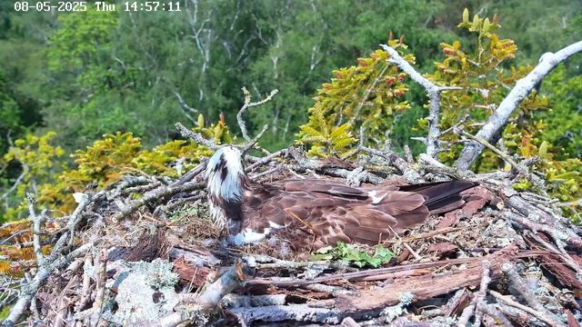 A bird of prey, possibly an osprey, is resting in a nest made of sticks and moss on a tree branch. The bird has a white head with dark eye markings, brown feathers on its body, and a sharp beak. The nest is surrounded by green foliage, and the background shows dense trees and a bright, sunny day. The timestamp on the image indicates the date as August 5, 2025, and the time as 14:57:11.