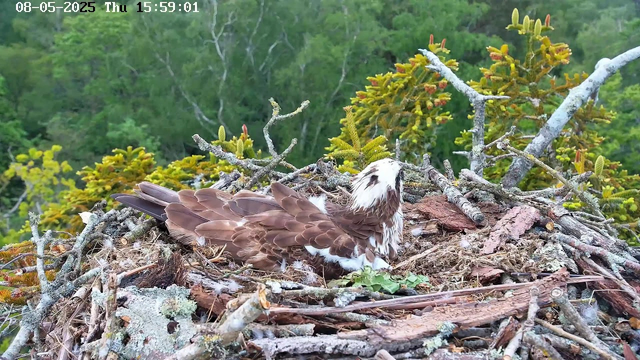 A young ospreys sits on its nest made of sticks and bark, surrounded by green foliage and trees in the background. The osprey has brown and white feathers, with a distinctive white head and dark eye stripe. The scene is captured in daylight, with the timestamp showing August 5, 2025, at 3:59 PM.