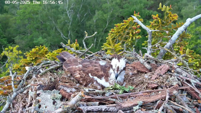 A young bird of prey with brown and white feathers is lying in a nest made of twigs and branches. The nest is situated high in a tree with green foliage in the background. The bird's head is slightly tilted downward with a closed beak, appearing to rest or nest. The scene is captured by a webcam, with a timestamp showing "08-05-2025 Thu 16:56:45" in the top left corner.