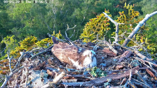A young osprey is sitting in its nest made of sticks and branches, surrounded by green foliage and trees in the background. The bird has brown and white feathers with yellow eyes, and it looks alert. The image appears to be taken in late afternoon, as indicated by the timestamp.