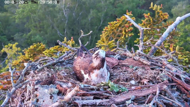 A bird of prey, likely an osprey, is sitting in a large nest made of sticks and branches. The nest is situated high above green foliage and trees. The bird has a white head with a dark stripe through its eye, brown and white feathers on its body, and is facing slightly upward with its beak pointed to the right. The image appears to be taken from a webcam feed, with the date and time displayed at the top.