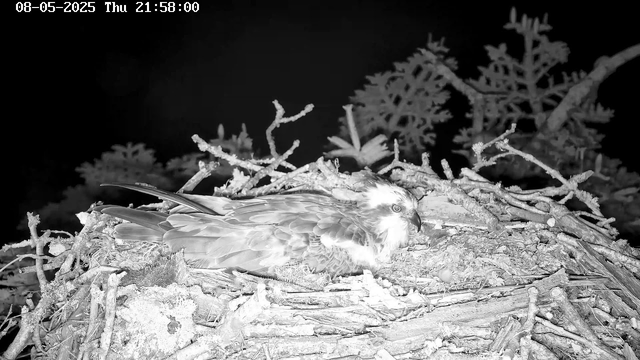 A bird of prey, likely an eagle or hawk, is resting on its nest made of twigs and sticks. The nest is situated among branches, with leafy foliage in the background. The image is in black and white, and the bird appears to be looking slightly to the right with a focused expression. The timestamp in the top left corner indicates the date and time as August 5, 2025, at 21:58.