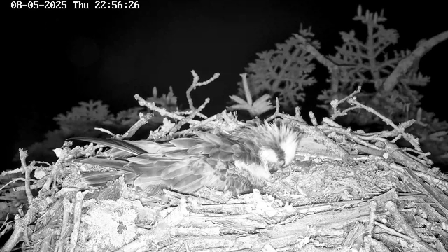 A bird is sitting in a nest made of twigs and branches, nestled among the foliage of a tree. The image appears to be in black and white, with a timestamp in the top left corner. The bird has a fluffy crest on its head and is resting with its eyes closed.