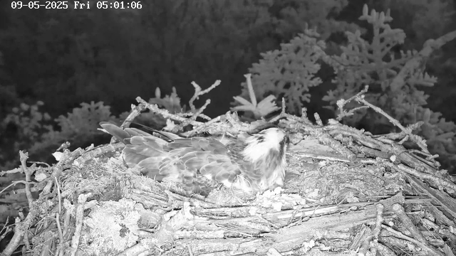A bird of prey, possibly an eagle, is resting in a large nest made of twigs and branches. The nest is situated high in a tree, with dark foliage visible in the background. The image is in black and white, and the timestamp indicates it was captured early in the morning.