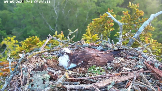 A young osprey is resting in its large nest made of sticks and moss, with a background of green trees and foliage. The nest is atop a tree branch. The image is timestamped "09-05-2025 Fri 05:56:11" in the top left corner.