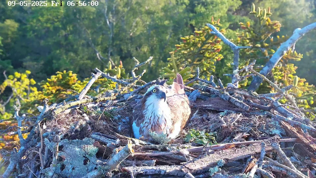 An osprey is sitting in its nest made of sticks and branches, surrounded by green trees and shrubbery in the background. The bird is looking upward with bright yellow eyes, and sunlight illuminates the scene. The image is timestamped "09-05-2025 Fri 06:56:00" in the top left corner.