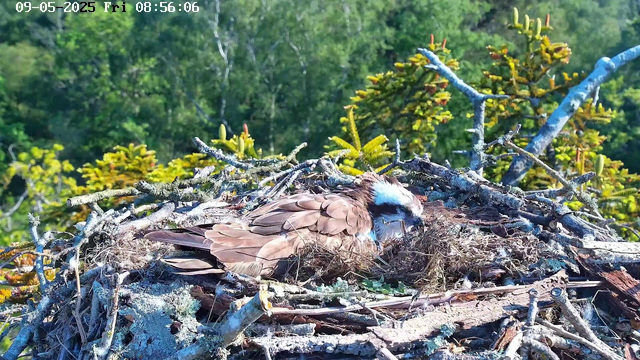 A young bird, likely a hawk, is resting in a nest made of twigs and moss on top of a tree. The nest is situated among green foliage, with bright sunlight illuminating the scene. The bird has brown feathers with some white markings on its face, and it appears to be sleeping or resting peacefully. The timestamp on the image reads "09-05-2025 Fri 08:56:06."