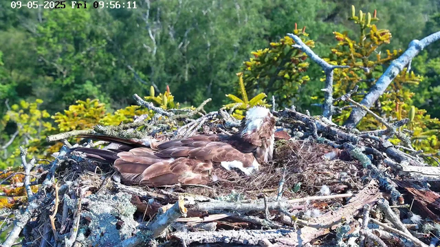 A young bird of prey rests in a large nest made of sticks, high among green trees with lush foliage in the background. The bird has brown feathers with lighter patches on its head and a white patch on its wing. The scene is brightly lit, likely in the morning, with the sunlight illuminating the nest and the bird on a clear day.