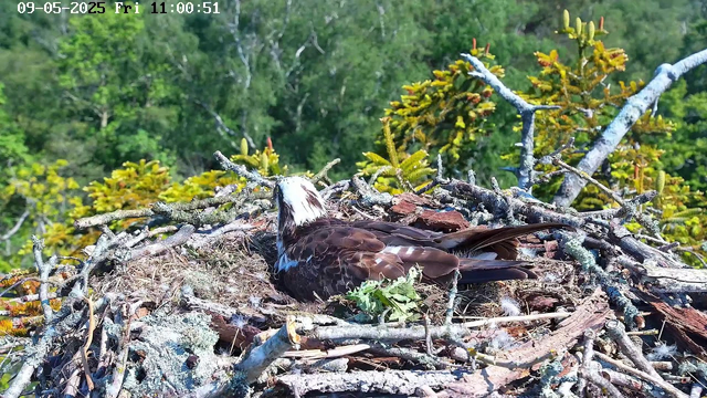 A bird with brown and white feathers is resting in its nest made of twigs and branches. The nest is located high in a tree, surrounded by green foliage and bright sunlight. The bird appears to be a raptor, possibly an osprey or a similar bird of prey. The timestamp on the image indicates it was taken on September 5, 2025, at 11:00 AM.