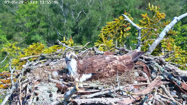 A close-up of an Osprey sitting in its nest made of sticks, located high in a tree. The bird has brown and white feathers, with a distinctive white head and a dark stripe through its eye. In the background, lush green foliage and trees are visible, indicating a natural forest setting. The timestamp at the top left shows the date as September 5, 2025, and the time as 11:55:46 AM.