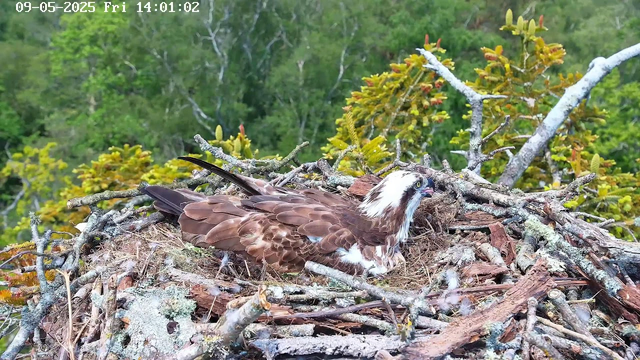 A bird of prey, possibly an osprey, is lying in its nest made of sticks and branches. The nest is situated among green foliage with trees in the background. The bird has brown and white plumage, with a white head and distinctive dark eye markings. The scene is captured from a webcam, with the date and time displayed at the top left corner.