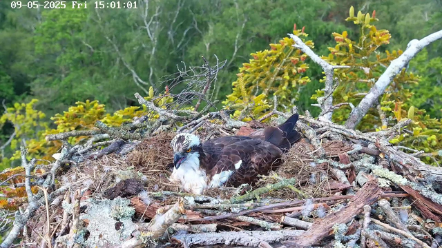 A young bird of prey, likely an osprey, is sitting in a nest made of sticks, moss, and other natural materials. The bird has a white head with dark streaks, a sharp yellow eye, and a hooked beak. The surrounding background is a lush green forest with various trees and foliage. The image has a timestamp at the top left corner indicating the date and time.