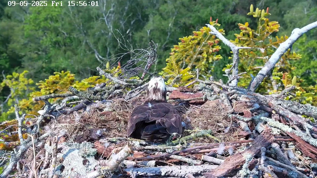 A bird of prey, likely an osprey, is sitting in a large nest made of sticks and moss on a tree. The bird's head is turned away, showing mostly the back of its white and brown-feathered head and dark brown body. The nest is situated high among branches with green foliage in the background. The image has a timestamp in the top left corner indicating it was captured on May 9, 2025, at 3:56 PM.