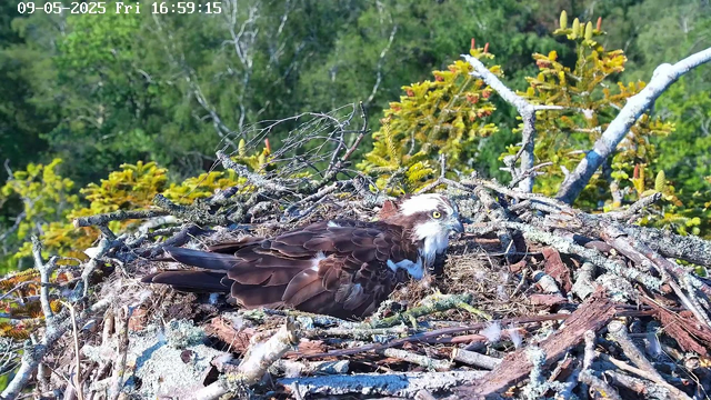 A young osprey is sitting in a large nest made of sticks and branches, situated high among green foliage in a forested area. The bird is partially covered with brown feathers, has a white head with dark markings around its eyes, and is looking to the right. The image is captured by a webcam, with a timestamp in the top left corner showing the date and time as September 5, 2025, at 16:59:15.