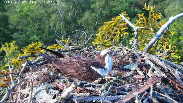 A bird of prey, likely an osprey, is resting in its nest made of twigs and branches. The nest is situated high in a tree with green foliage in the background. The bird has brown and white feathers, a white head with dark markings around the eyes, and a strong hooked beak. The image is clear, taken during daylight, with a timestamp at the top indicating the date as September 5, 2025, and the time as 17:59:46.